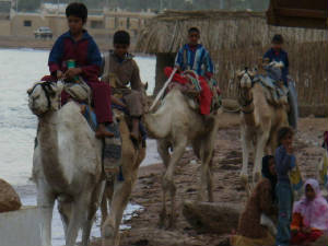 egypt_diving02.jpg