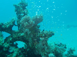 egypt_fishes01.jpg