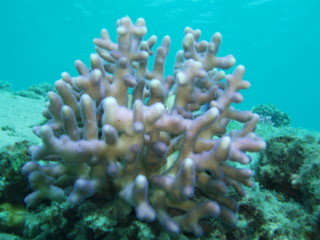 egypt_fishes05.jpg