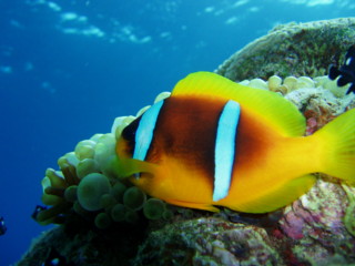 egypt_fishes06.jpg