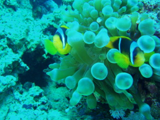egypt_fishes07.jpg