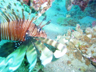 egypt_fishes09.jpg