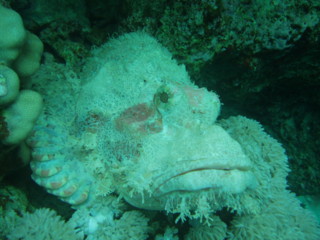 egypt_fishes11.jpg
