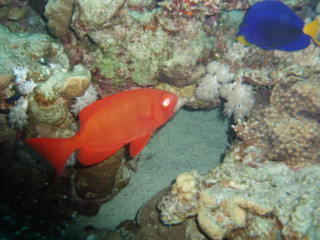 egypt_fishes12.jpg
