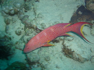 egypt_fishes13.jpg