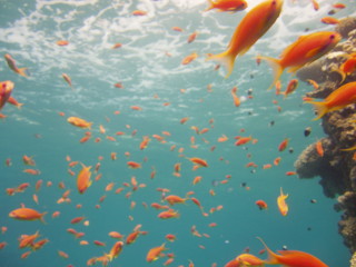 egypt_fishes15.jpg