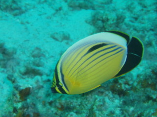 egypt_fishes17.jpg
